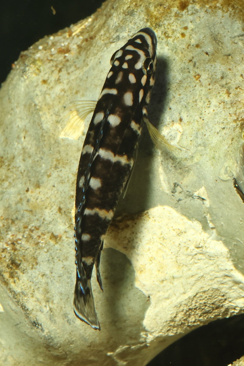 Julidochromis sp. 'transcriptus tanzania' Molwe